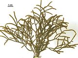 Cladostephus spongiosum3